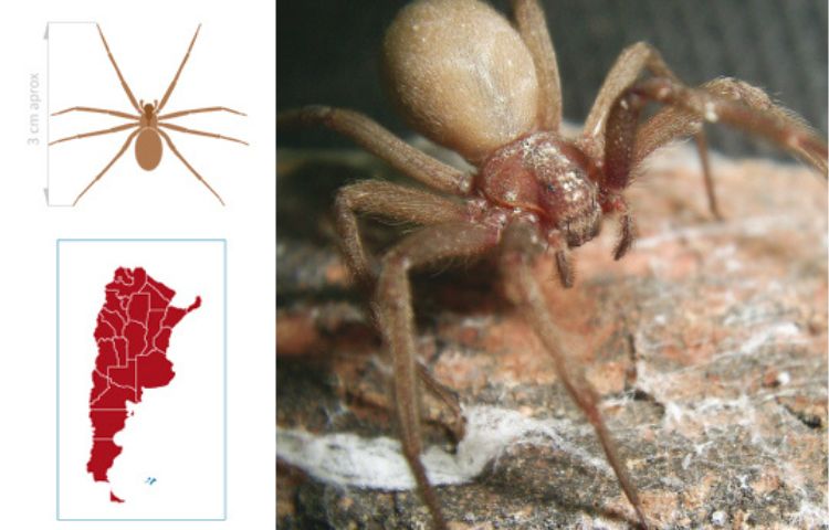 Araña de rincón: ¿Son peligrosas? ¿Cómo identificarlas?
