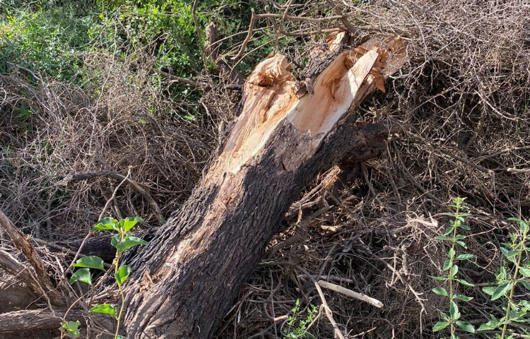 Deforestación y destrozos por parte de la Municipalidad de Merlo.