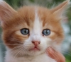 Maltrato animal: Gatito al rescate en Villa Larca