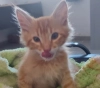Rescate exitoso del gatito maltratado en Villa Larca.