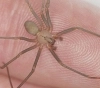 Araña de rincón: ¿Son peligrosas? ¿Cómo identificarlas?