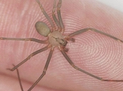 Araña de rincón: ¿Son peligrosas? ¿Cómo identificarlas?