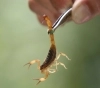 Época de alacranes: Consejos preventivos para evitar picaduras.