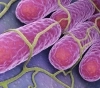 Intoxicaciones alimentarias en Berazategui: investigaciones en marcha para determinar el origen de la contaminación que causó dos muertes.