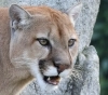Un Joven turista fué arrojado de su bicicleta y atacado por un puma en San Luis.