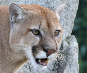 Un Joven turista fué arrojado de su bicicleta y atacado por un puma en San Luis.