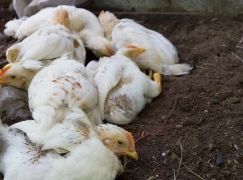 Influenza aviar en Argentina: desafíos y medidas de prevención para la industria avícola.