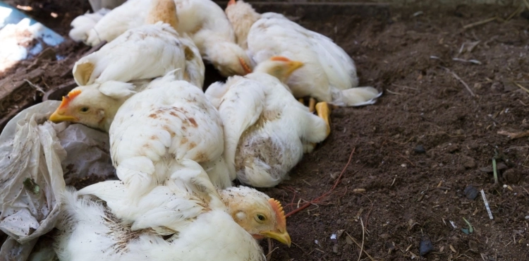 Influenza aviar en Argentina: desafíos y medidas de prevención para la industria avícola.