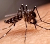Alerta por aumento del 65% de casos de dengue en Argentina.