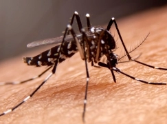 Alerta por aumento del 65% de casos de dengue en Argentina.
