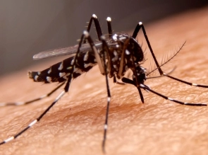 Alerta por aumento del 65% de casos de dengue en Argentina.