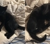 Roban gatito de Draco en el Parque: un acto de crueldad que indigna a la comunidad.