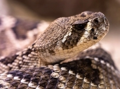 Serpientes yarará: un peligro mortal para los niños y adultos.