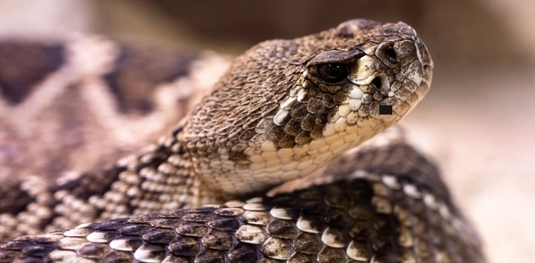 Serpientes yarará: un peligro mortal para los niños y adultos.