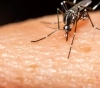 Confirman primer caso de dengue importado en San Luis.