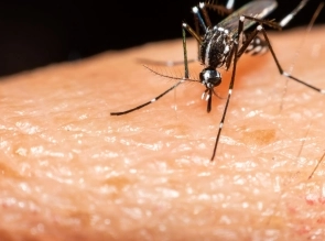 Confirman primer caso de dengue importado en San Luis.
