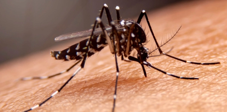 ¡Alerta Dengue en San Luis! Se confirma tercer caso.