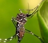 ¡Alerta en San Luis! Se detectan nuevos casos de Dengue y Chikungunya.