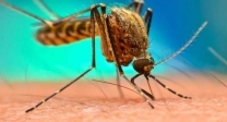 Confirmados 4 nuevos casos de dengue en Villa Mercedes.