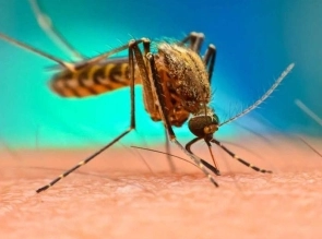 Confirmados 4 nuevos casos de dengue en Villa Mercedes.